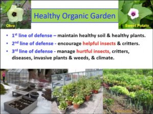 Rob Danforth healthy organic garden video workshop