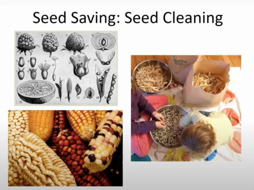 ottawa-seed-library-presents-how-to-clean-your-seeds-workshop